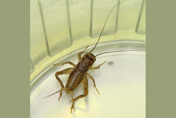Acheta domesticus, Québec, Canada.