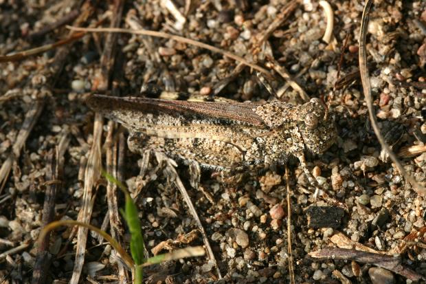 Grasshopper, Québec Canada.