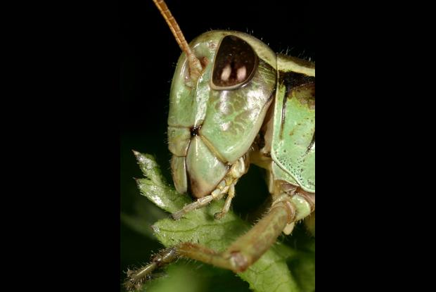 Acrididae, Québec, Canada.