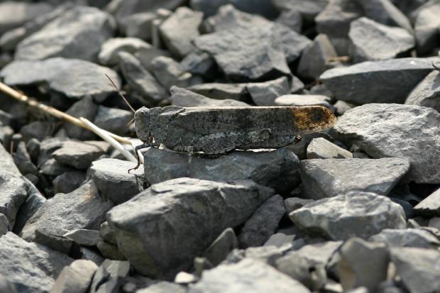 Grasshopper, Québec, Canada.