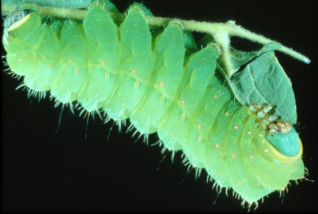 Actias luna, Québec, Canada.