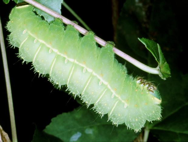 Actias luna, Québec, Canada.