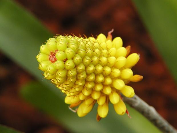 Aechmea calyculata.