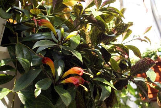Aeschynanthus marmoratus