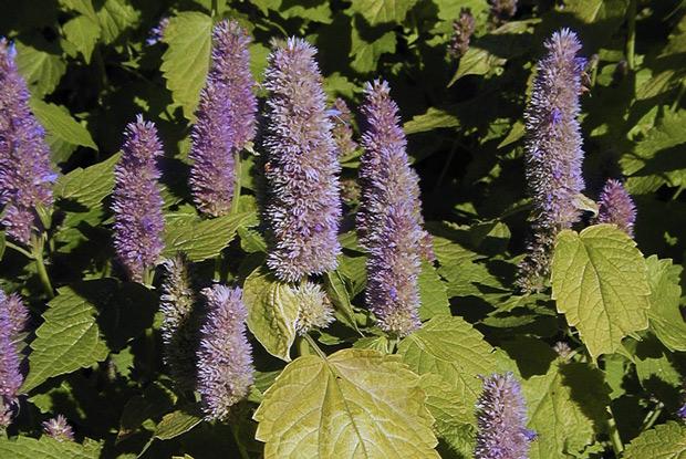 Agastache foeniculum