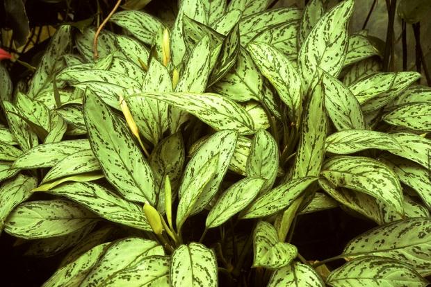 Aglaonema nitidum 'Silver King'