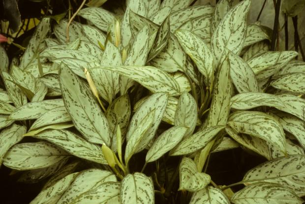 Aglaonema nitidum 'Silver King'