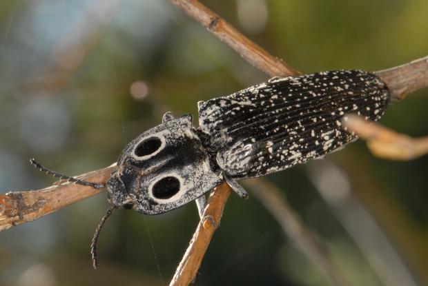 Alaus oculatus