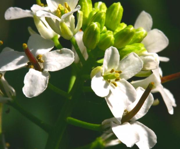 Alliaria petiolata