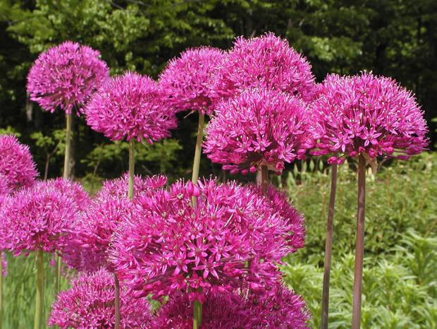 Allium hollandicum 'Purple Sensation'