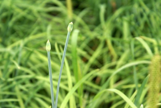 Allium tuberosum