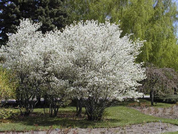 Amelanchier canadensis