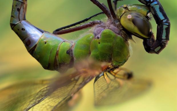 Anax junius.