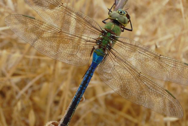 Anax junius