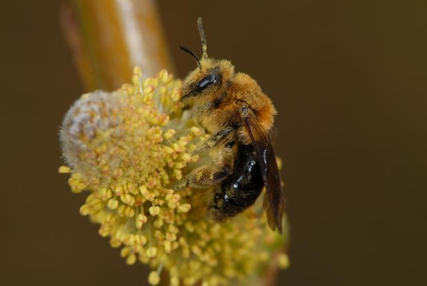 Andrena dunningi, Québec, Canada.
