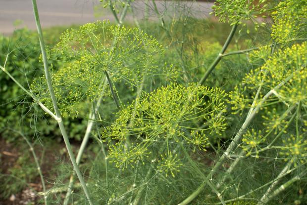 Anethum graveolens