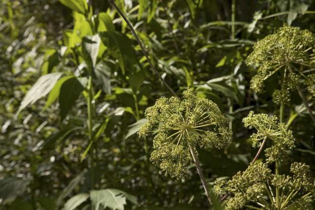 Anethum graveolens 'Super Dukat'