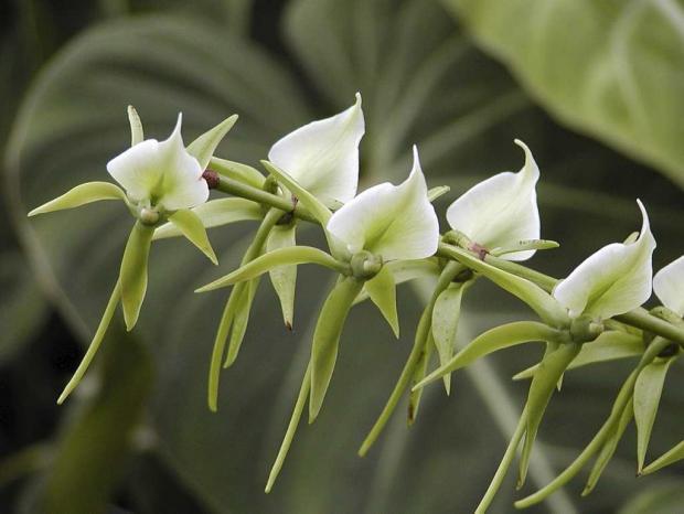 Angraecum eburneum ssp. superbum