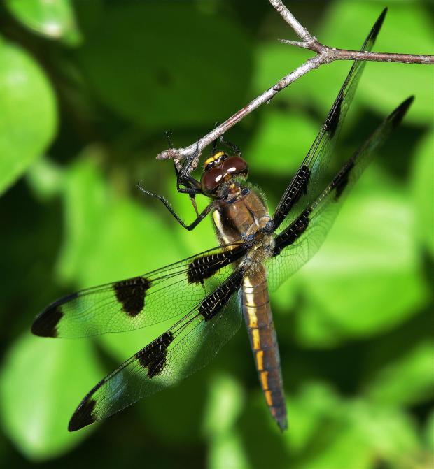 Anisoptera