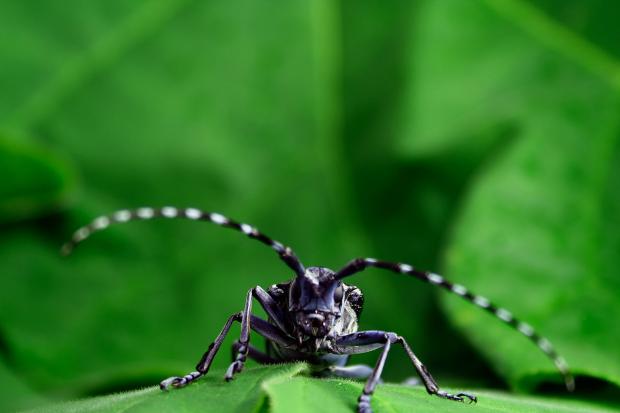 Anoplophora glabripennis