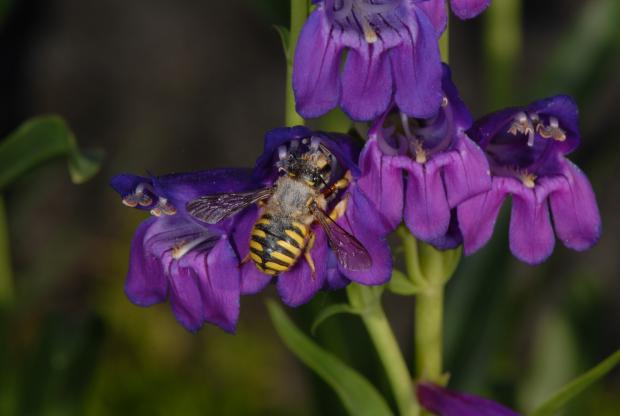 Anthidium manicatum.