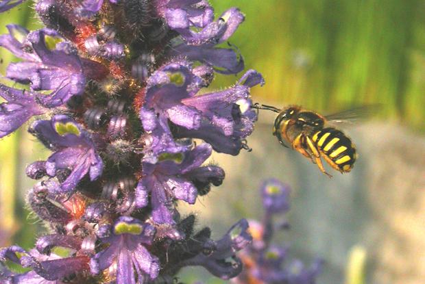 Anthidium manicatum, Québec, Canada.