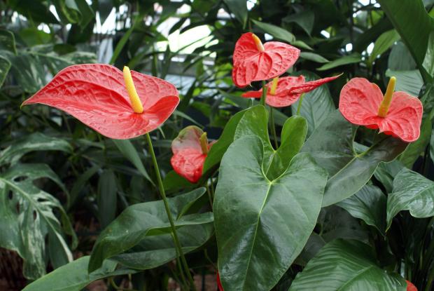 Anthurium sp.