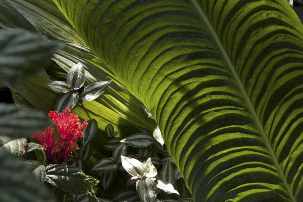 Anthurium veitchii.