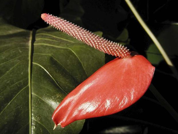 Anthurium x ferrierense