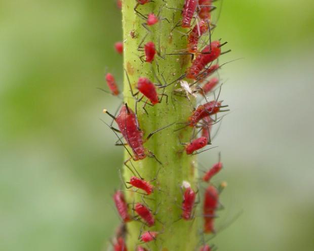 Aphididae.