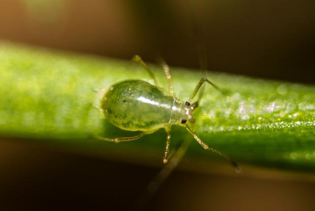 Aphididae