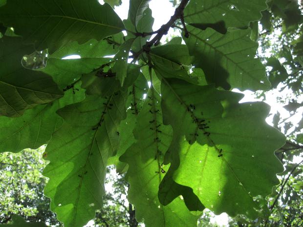 Aphids and ants on the underside of oak leaves.