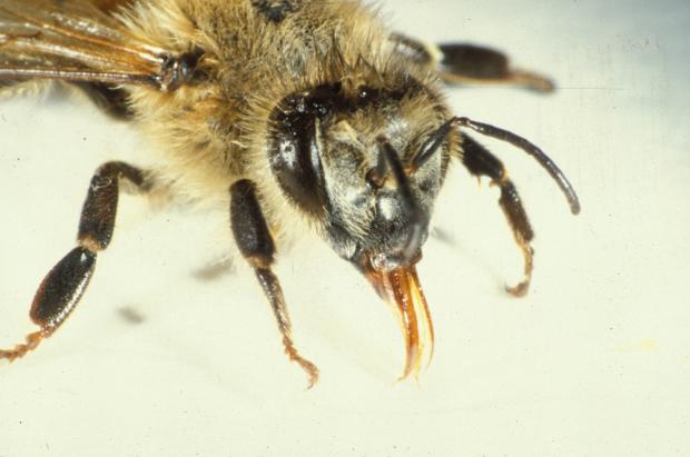 Apis mellifera, Québec, Canada.