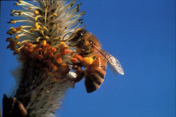 Apis mellifera