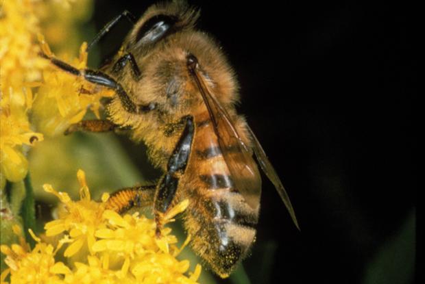Apis mellifera, Québec, Canada.