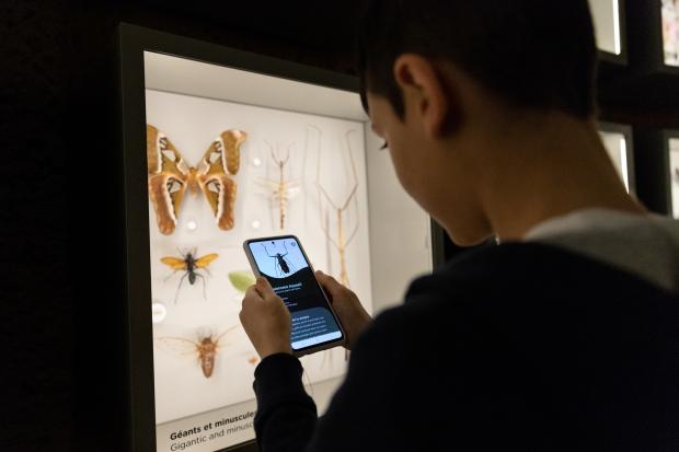 A boy uses his phone to identify an insect.