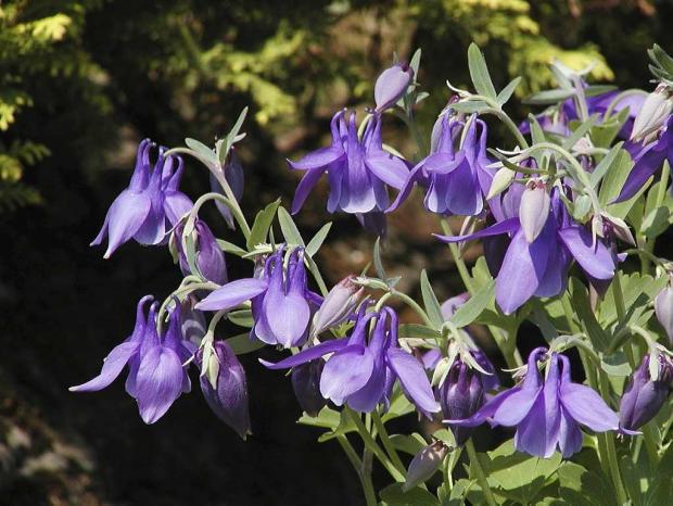 Aquilegia alpina