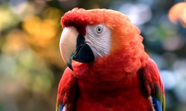 Scarlet macaw
