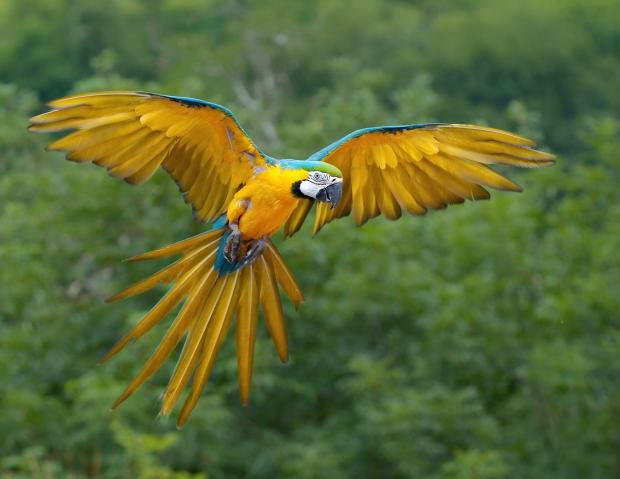 Flying Yellow-and-blue macaw