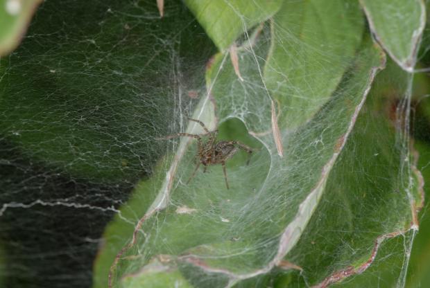 Araignée, Québec, Canada.