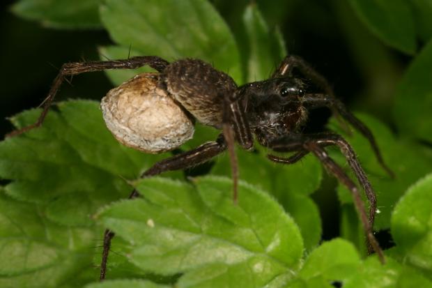Araignée, Québec, Canada.