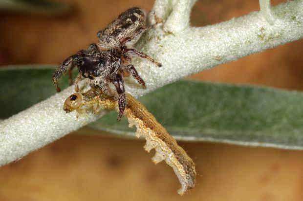 Araignée, Québec, Canada.