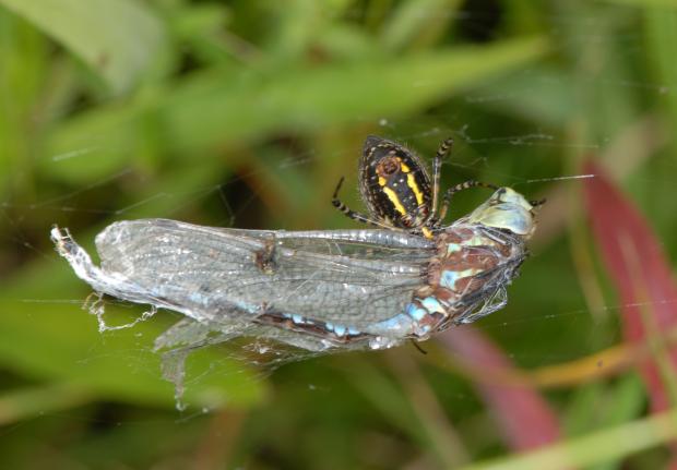 Araneidae, Québec, Canada.