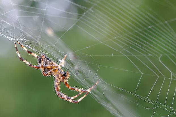 Araneidae, Québec, Canada.