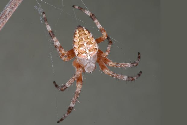 Araneus diadematus, Québec, Canada.