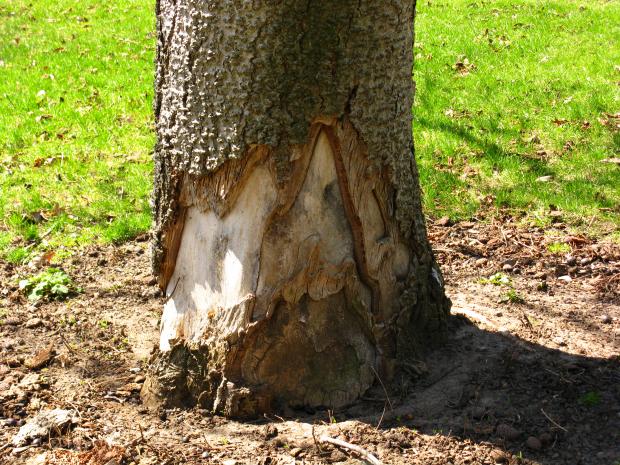 Mechanical damage to a tree trunk
