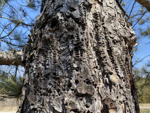 Damage caused by a woodpecker on a tree trunk