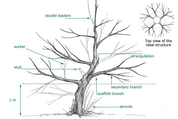 Young trees - formative pruning