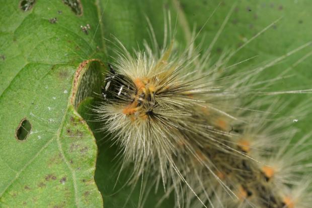 Arctiidae