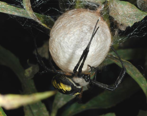 Argiope aurantia, Québec, Canada.